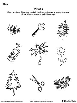 preschool plants and animals printable worksheets